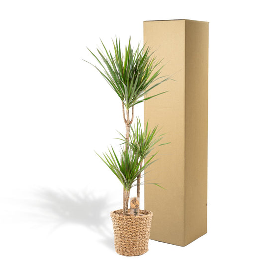 Dracaena Marginata – Pflegeleichter Drachenbaum mit Korb, 120 cm
