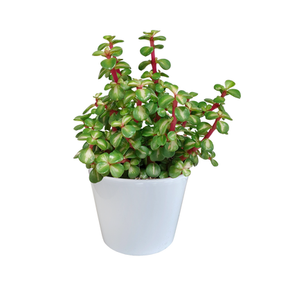 Portulacaria afra mediopicta in weißem Übertopf 10,5 cm