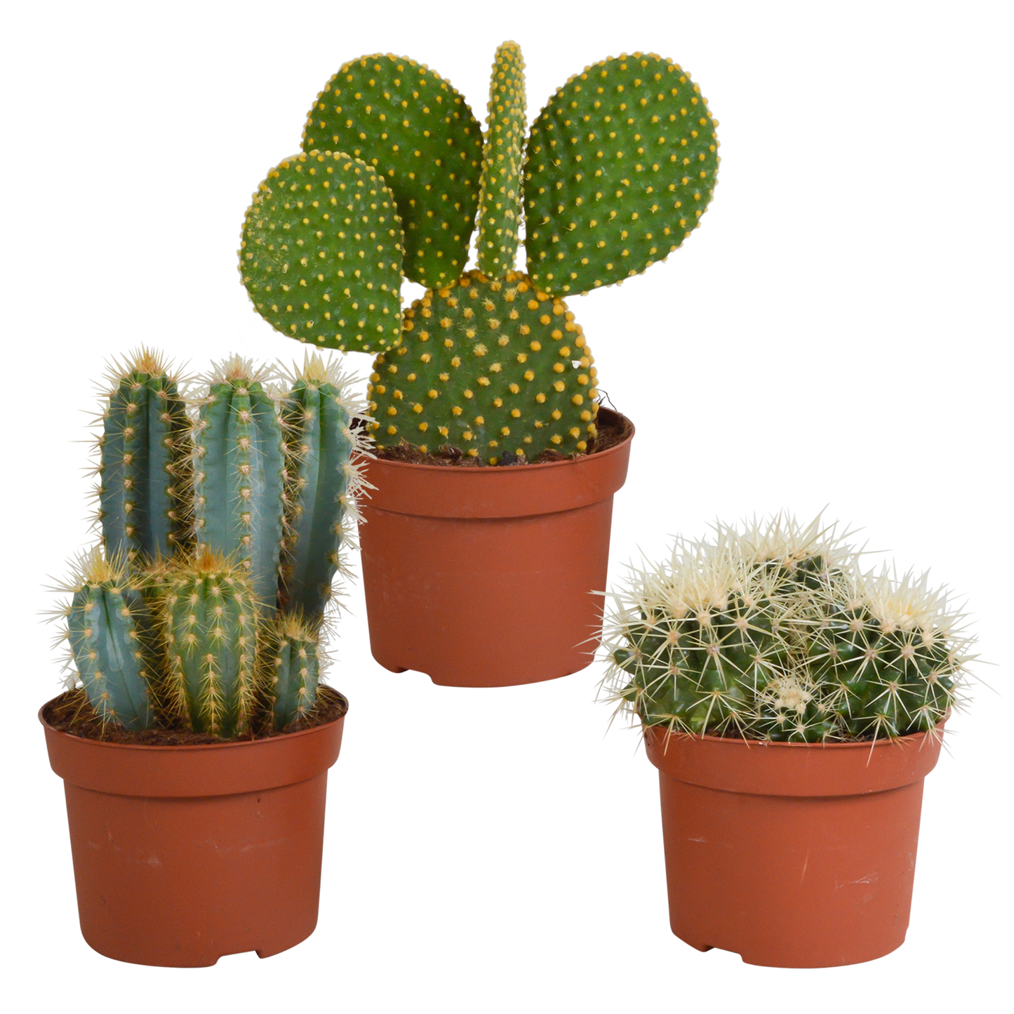 Kakteenmischung 3er-Set 10,5-12 cm – pflegeleicht & robust