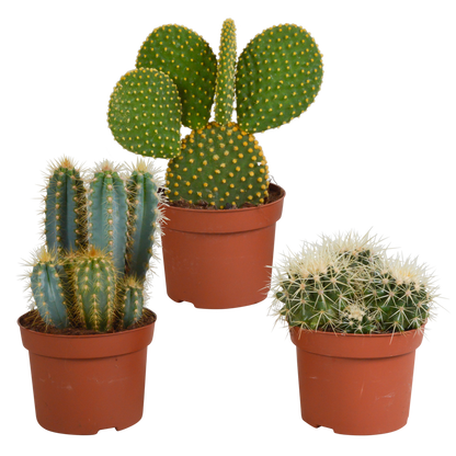 Kakteenmischung 3er-Set 10,5-12 cm – pflegeleicht & robust