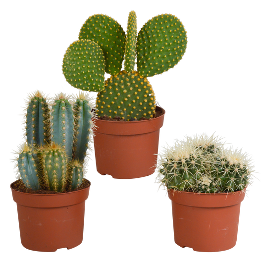 Kakteenmischung 3er-Set 10,5-12 cm – pflegeleicht & robust