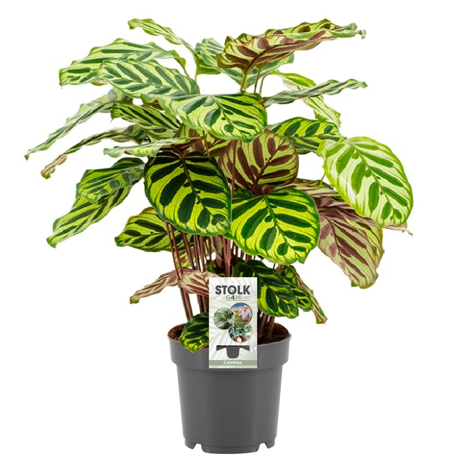 Calathea Makoyana – Pflegeleichte Trendpflanze Ø14cm