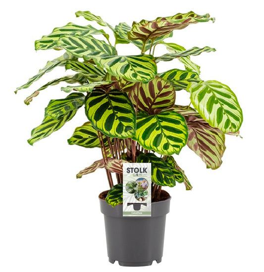 Calathea Makoyana – Pflegeleichte Trendpflanze Ø14cm