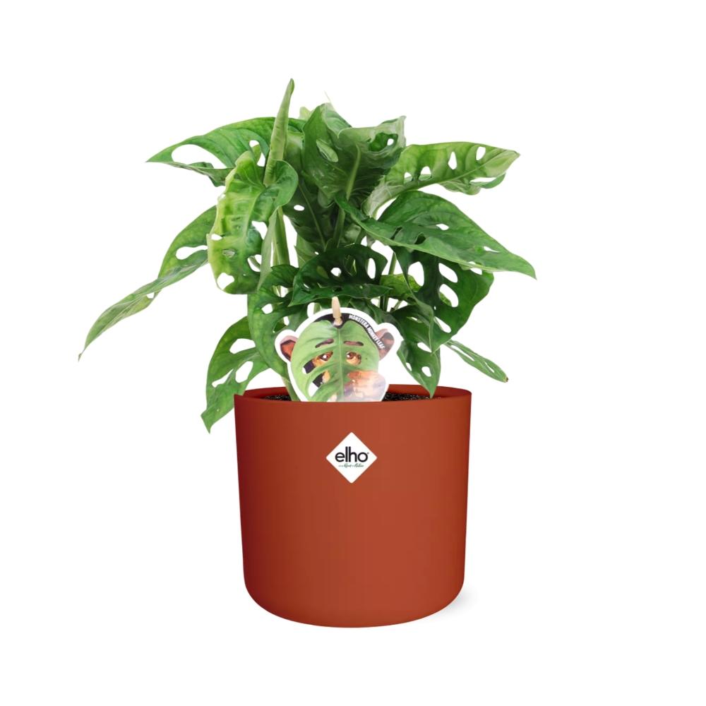 Monstera ‘Monkey Leaf’ in ELHO b.for soft rond 14cm brique
