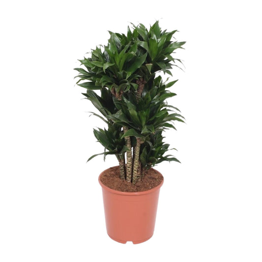 Dracaena Compacta – Pflegeleichter Drachenbaum Ø24cm