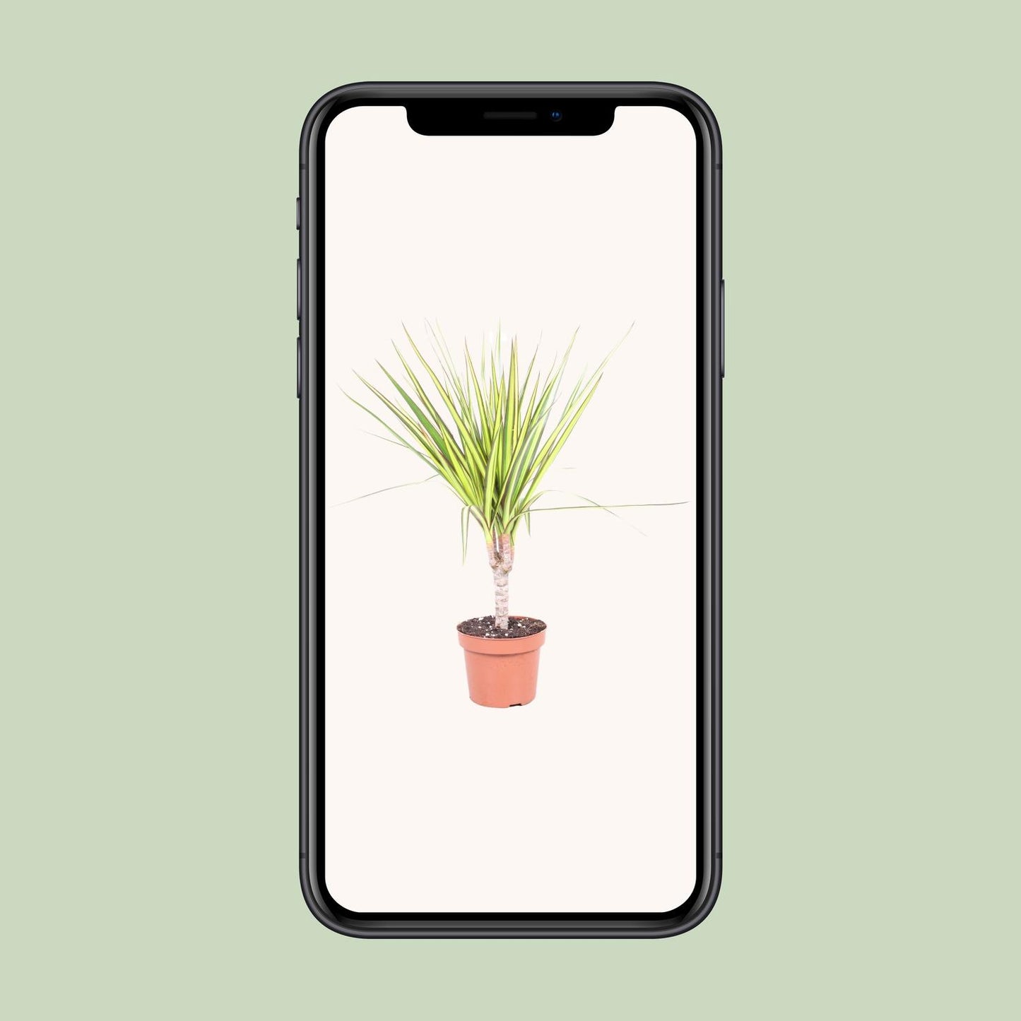 Dracaena Sunray – Pflegeleichter Drachenbaum Ø12cm
