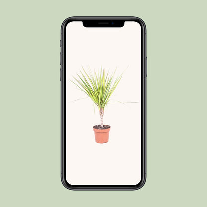 Dracaena Sunray – Pflegeleichter Drachenbaum Ø12cm