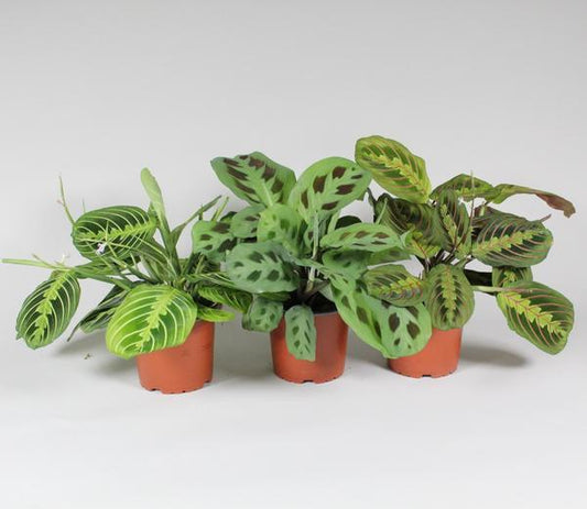 Maranta Leuconeura 'Fascinator' – Pflegeleichte Zimmerpflanze