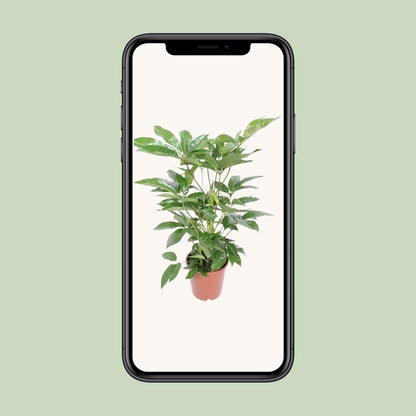 Schefflera Actinophylla Amate – Tropische Zimmerpflanze Ø24cm