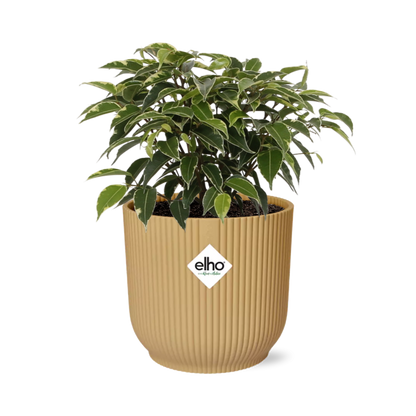Ficus Benjamina Kinky im ELHO Vibes Fold Topf 14cm Gelb
