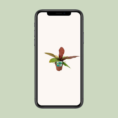 Philodendron Prince Of Orange – Pflegeleichte Zimmerpflanze Ø19cm