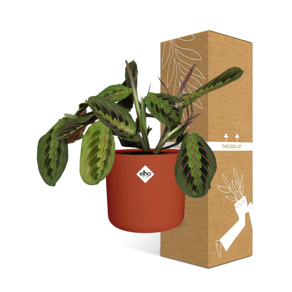 Maranta Leuconeura ‘Fascinator’ Tricolor – Pflegeleichte Gebetspflanze 14cm