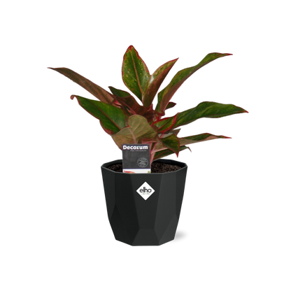 Aglaonema Crete – Pflegeleichte Zimmerpflanze 14cm Topf