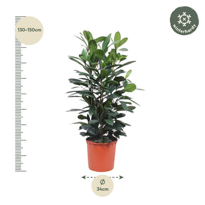 Ficus Cyathistipula – Exotische pflegeleichte Zimmerpflanze 140 cm