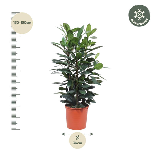 Ficus Cyathistipula – Exotische pflegeleichte Zimmerpflanze 140 cm