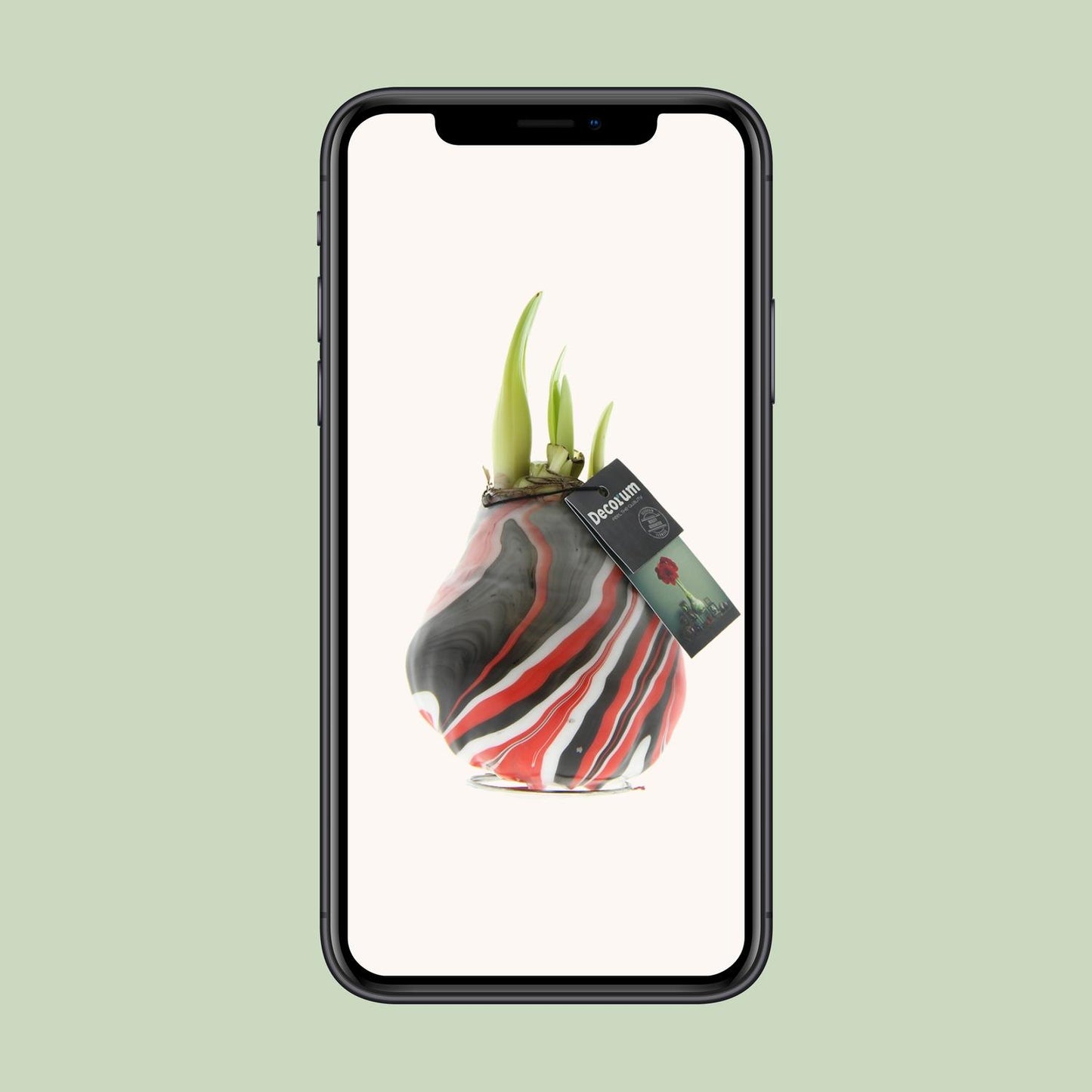Amaryllis Hippeastrum ‚Earth Red‘ – Pflegeleichte Zimmerpflanze Ø15cm