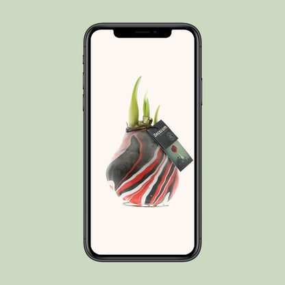 Amaryllis Hippeastrum ‚Earth Red‘ – Pflegeleichte Zimmerpflanze Ø15cm