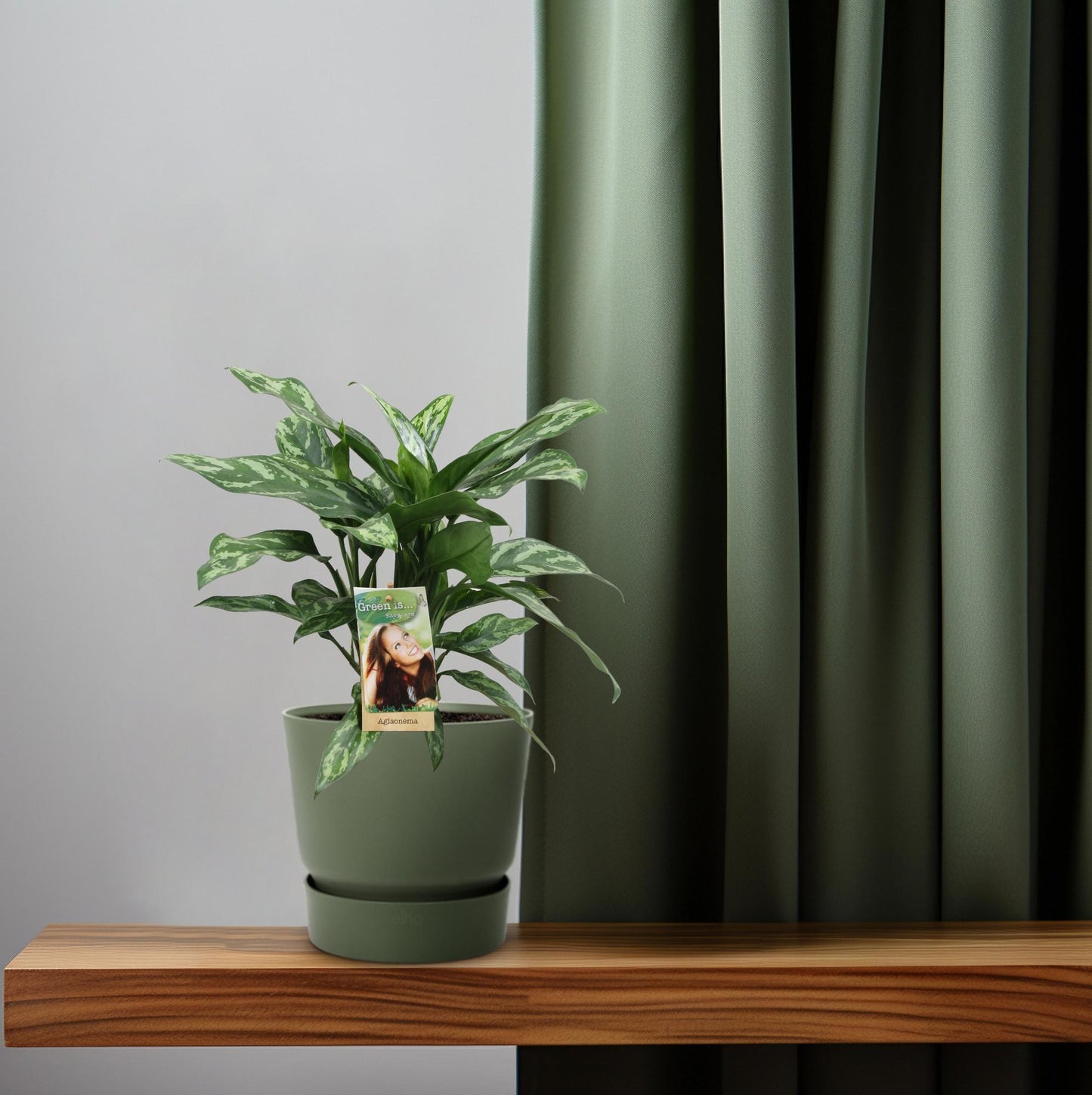 Aglaonema Maria – Pflegeleichte luftreinigende Zimmerpflanze Ø17cm