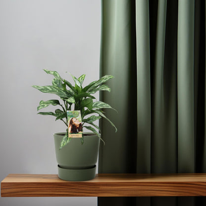 Aglaonema Maria – Pflegeleichte luftreinigende Zimmerpflanze Ø17cm