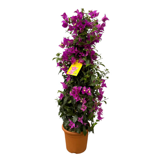 Bougainvillea Pyramide – 80 cm, Ø 17 cm Topf