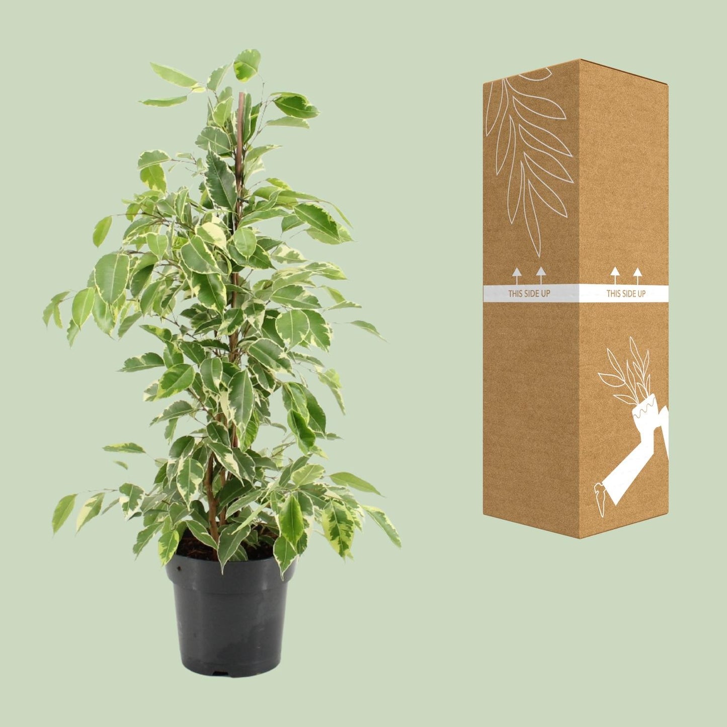 Ficus Benjamina Golden King – Pflegeleichte Zimmerpflanze Ø17cm