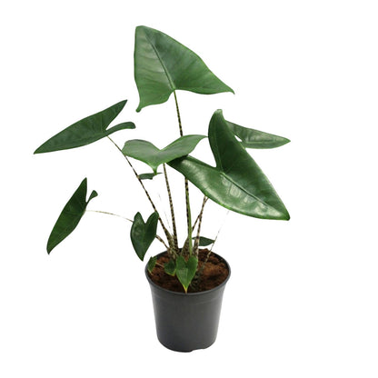 Alocasia Zebrina – Trendige Zebrapflanze Ø21cm, ca. 80cm hoch