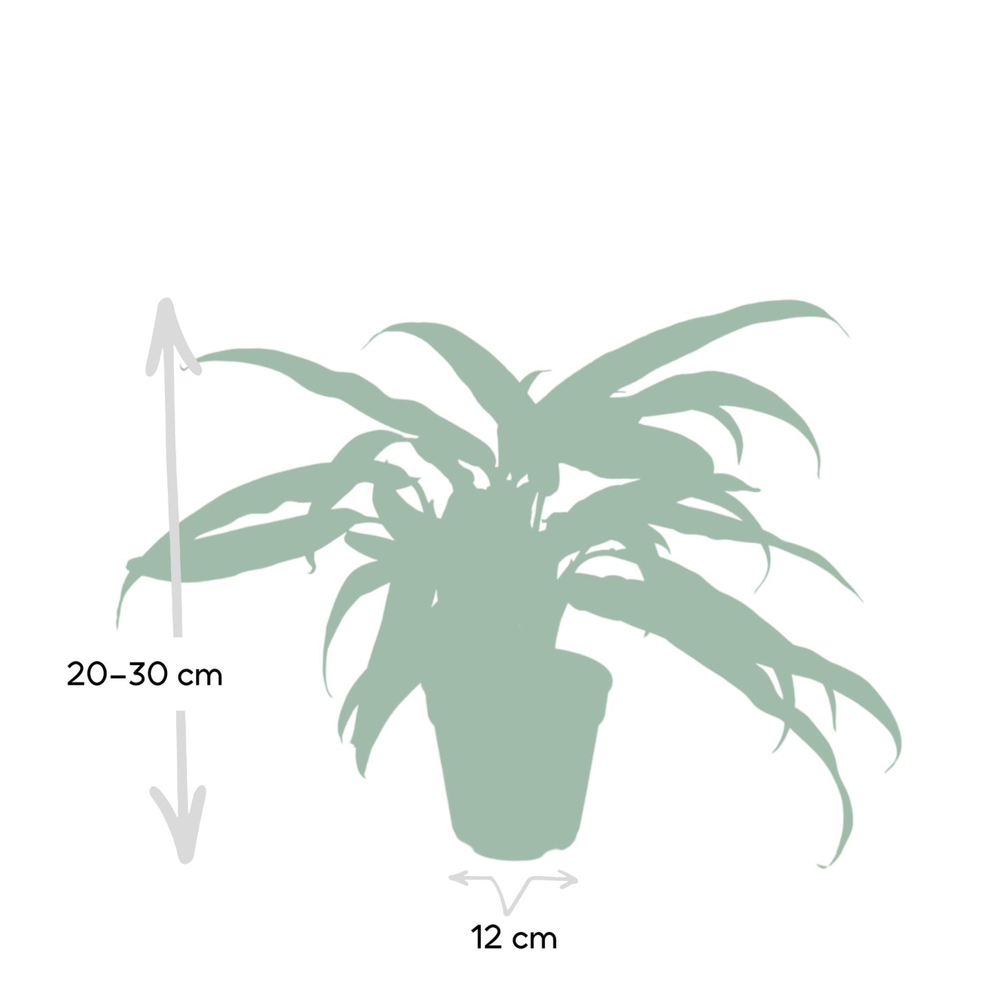 Aglaonema Cutlass – Pflegeleichte Zimmerpflanze Ø30cm
