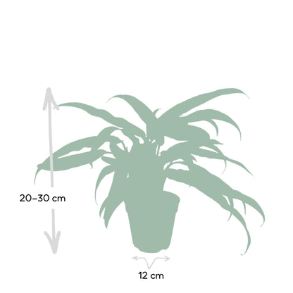 Aglaonema Cutlass – Pflegeleichte Zimmerpflanze Ø30cm