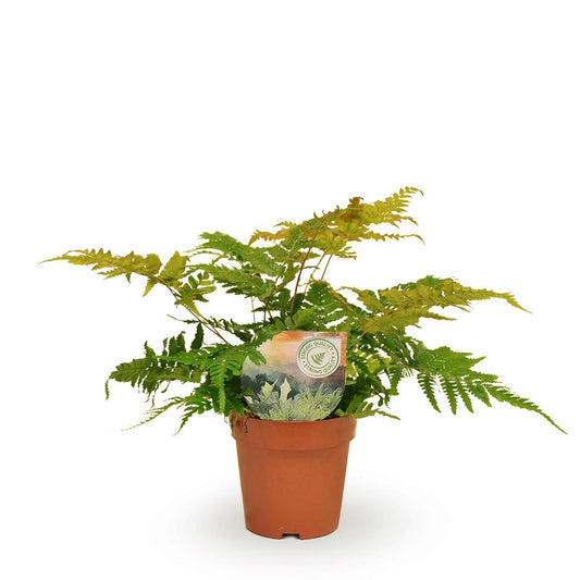 Dryopteris Erythrosora – Pflegeleichter Schmuckfarn Ø12cm