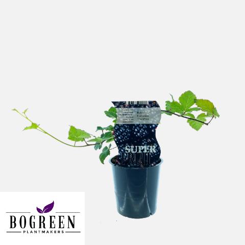 Rubus Thornfree – Dornenlose Brombeere Ø12cm Topf