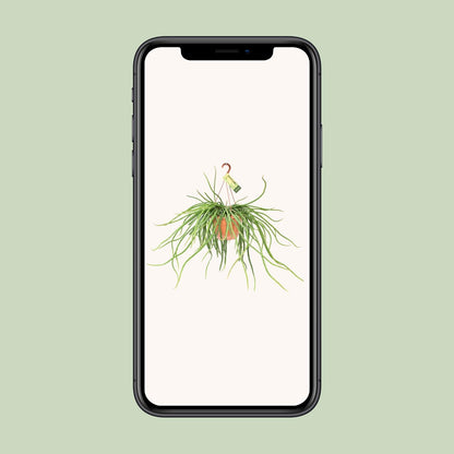 Rhipsalis Selenicereus Wercklei – Pflegeleichte Hängepflanze Ø21cm