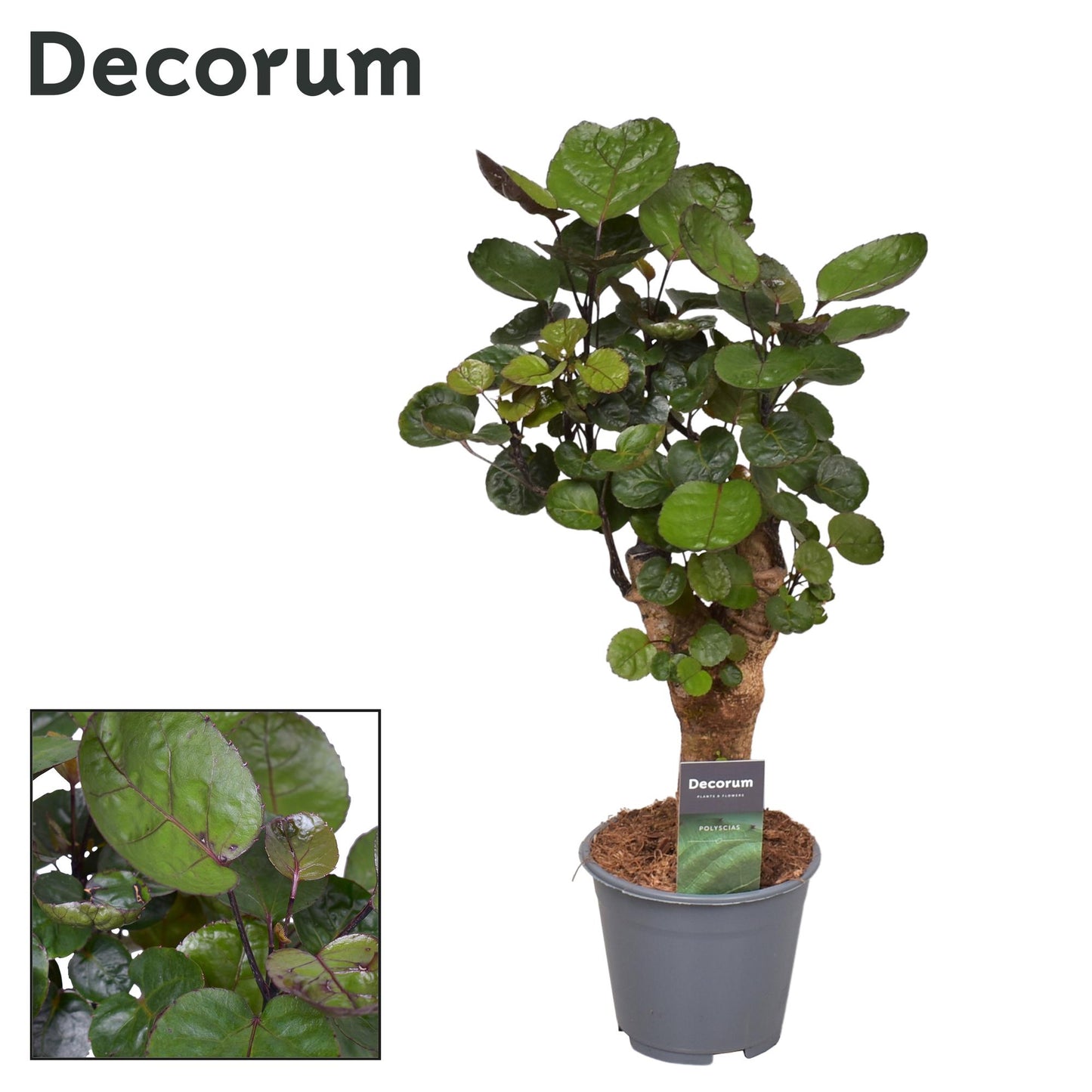 Polyscias Fabian – Pflegeleichte Zimmerpflanze Ø14cm