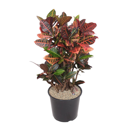 Codiaeum Petra – Bunte, pflegeleichte Zimmerpflanze Ø32cm