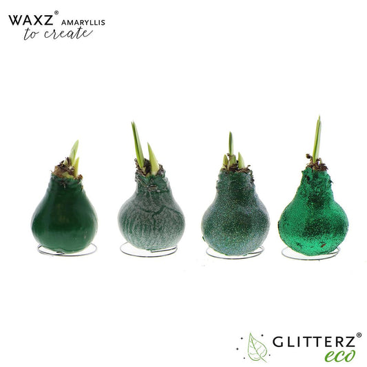 Amaryllis Waxz To Create Dark Green – 4er-Set, Ø7 cm, 15 cm hoch