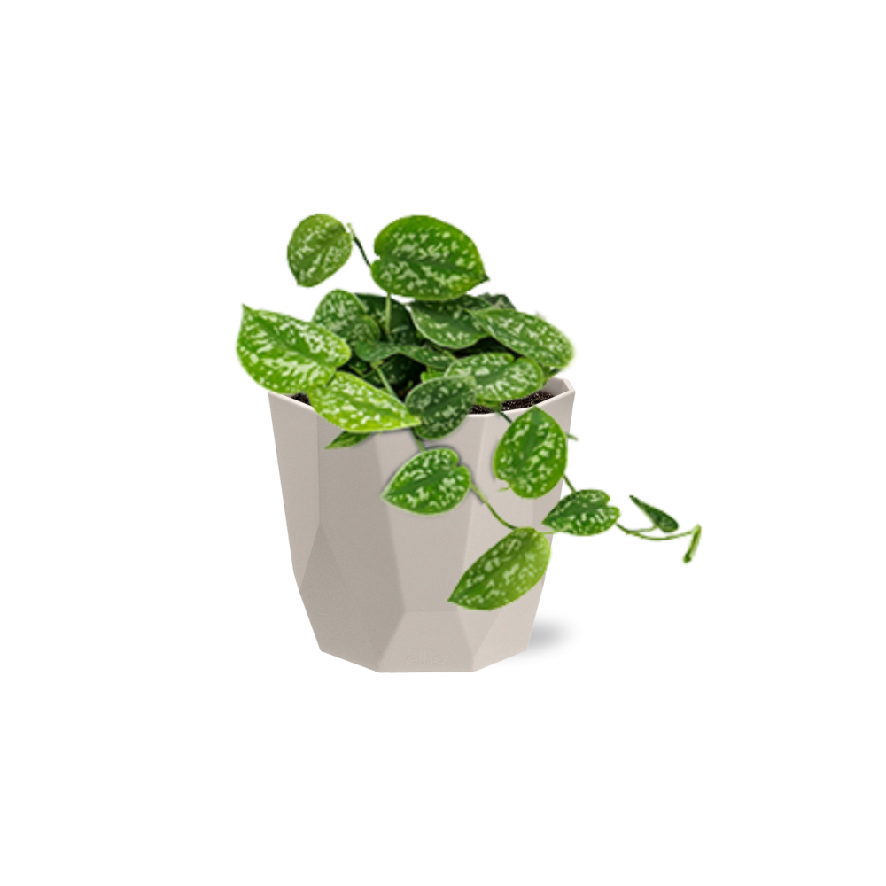 Scindapsus Pictus ‘Argyraeus’ in ELHO b.for rock 14 cm warm grey