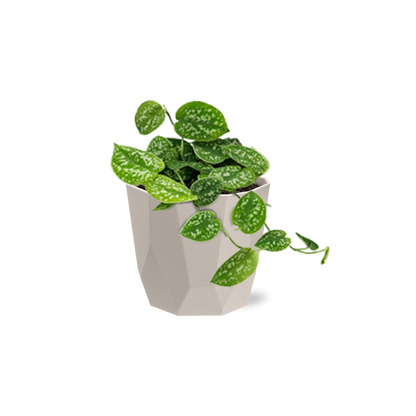 Scindapsus Pictus ‘Argyraeus’ in ELHO b.for rock 14 cm warm grey