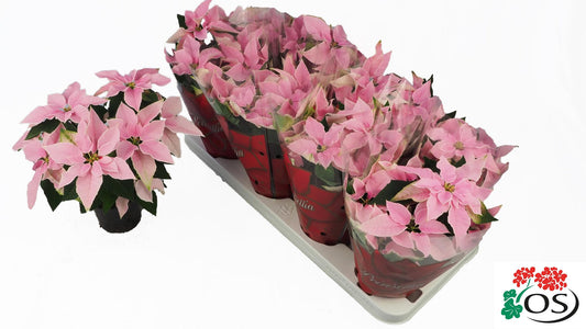 Weihnachtsstern Princettia Pink – Pflegeleichte Zimmerpflanze