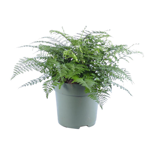 Asplenium Parvati – Eleganter Rippenfarn Ø27cm, 50cm hoch
