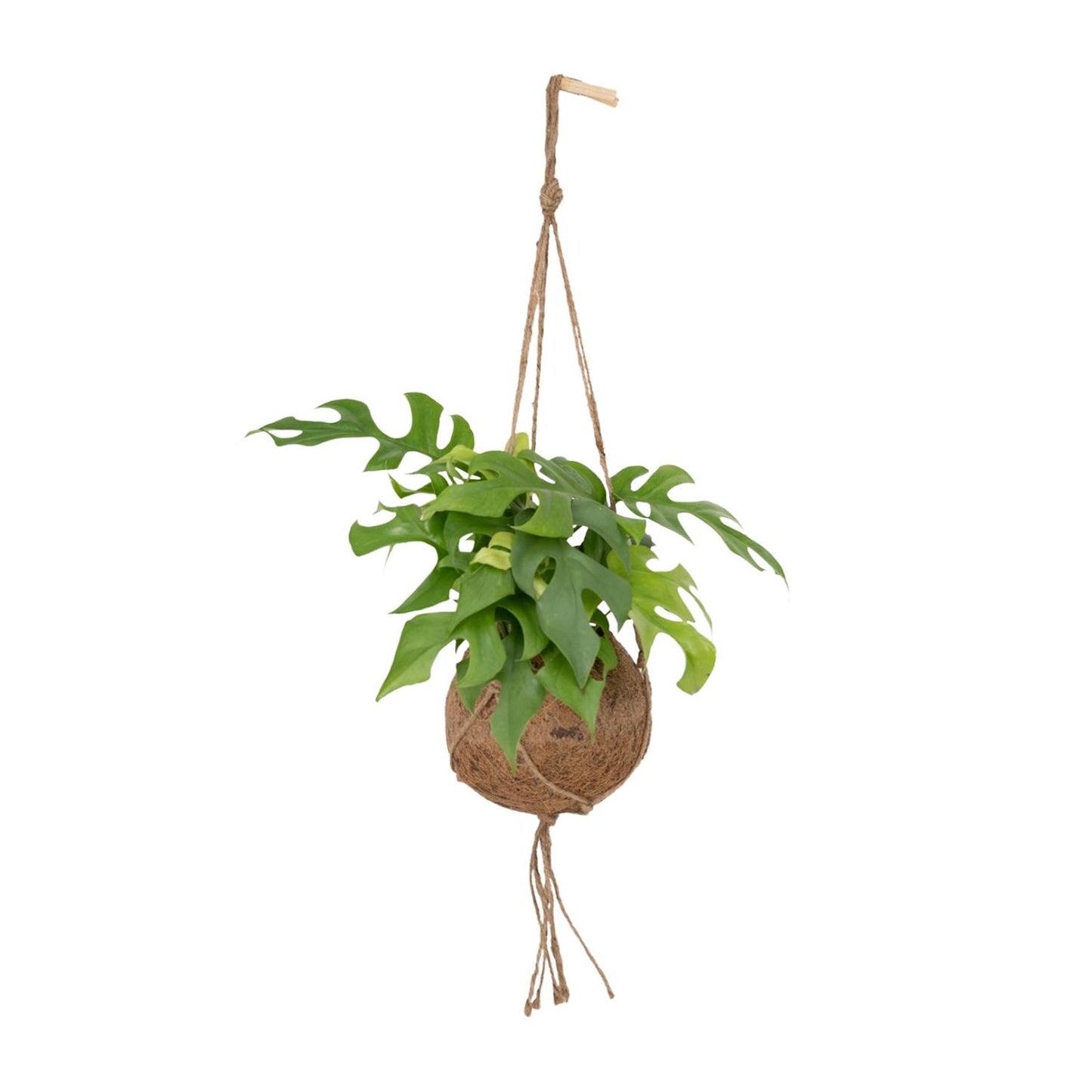 Kokedama Monstera Minima – Pflegeleichte Lochpflanze Ø15cm