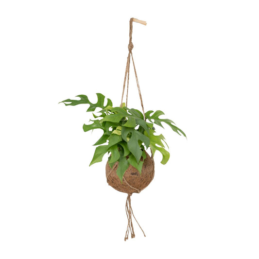 Kokedama Monstera Minima – Pflegeleichte Lochpflanze Ø15cm
