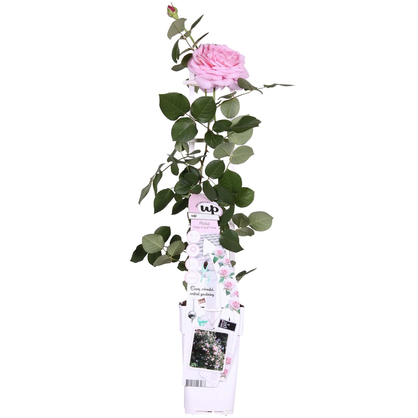 Kletterrose ‚Crazy in Love Pink‘ – Ø15 cm Topf, ca. 65 cm hoch