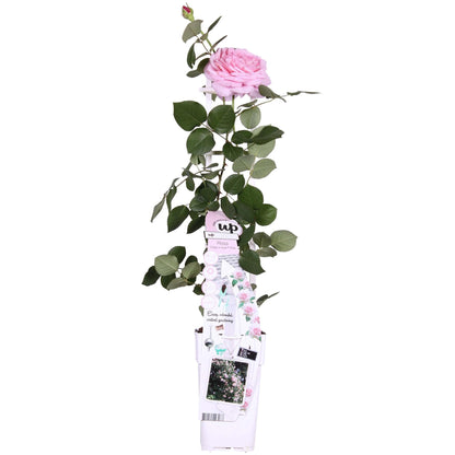 Kletterrose ‚Crazy in Love Pink‘ – Ø15 cm Topf, ca. 65 cm hoch