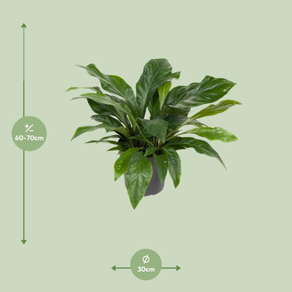 Anthurium Jungle Bush – pflegeleichte Flamingoblume Ø30cm