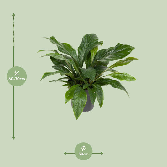 Anthurium Jungle Bush – pflegeleichte Flamingoblume Ø30cm