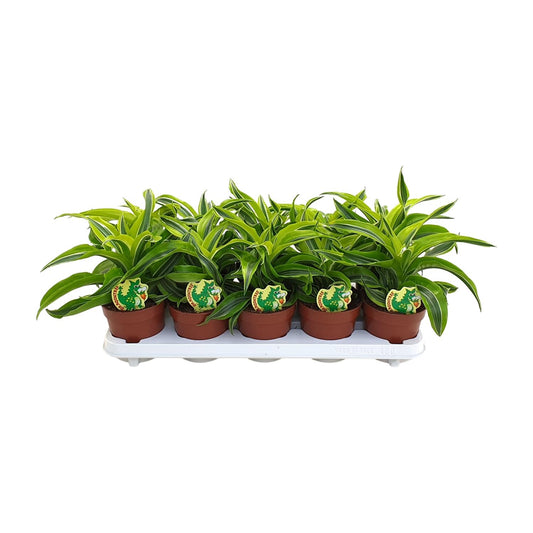 Dracaena Lemon Surprise – Pflegeleichte Zimmerpflanze Ø12cm