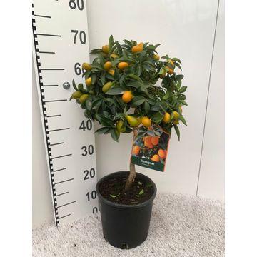 Kumquatbäumchen auf Stamm – Exotische Zimmerpflanze Ø21 cm, 75 cm hoch