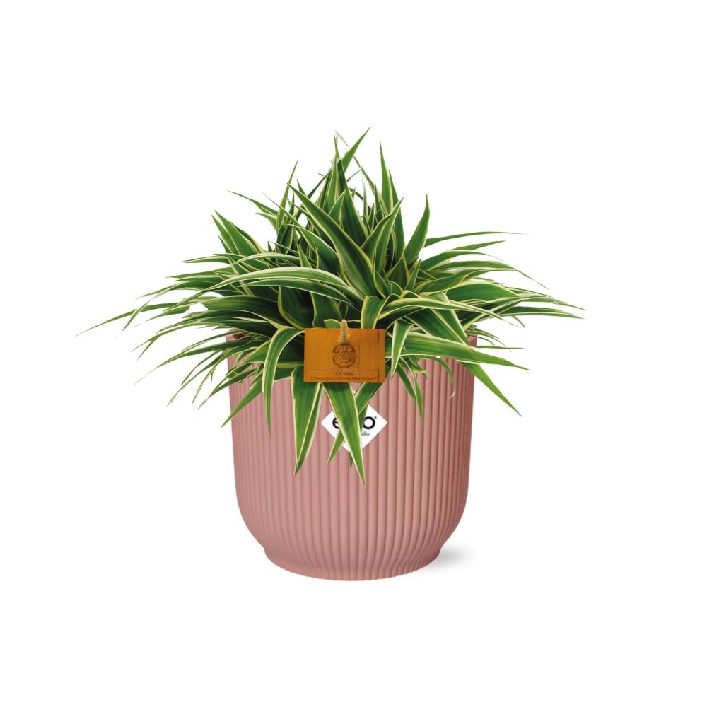 Chlorophytum Ocean 15cm im ELHO Vibes Fold Topf rosa