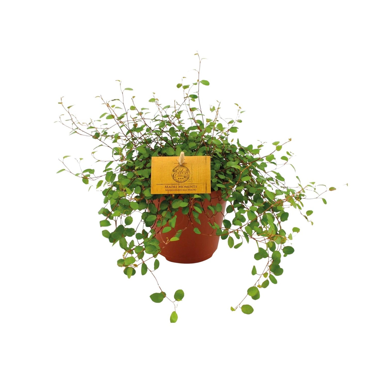 Muehlenbeckia Maori – Pflegeleichte Kettenrebe Ø12cm