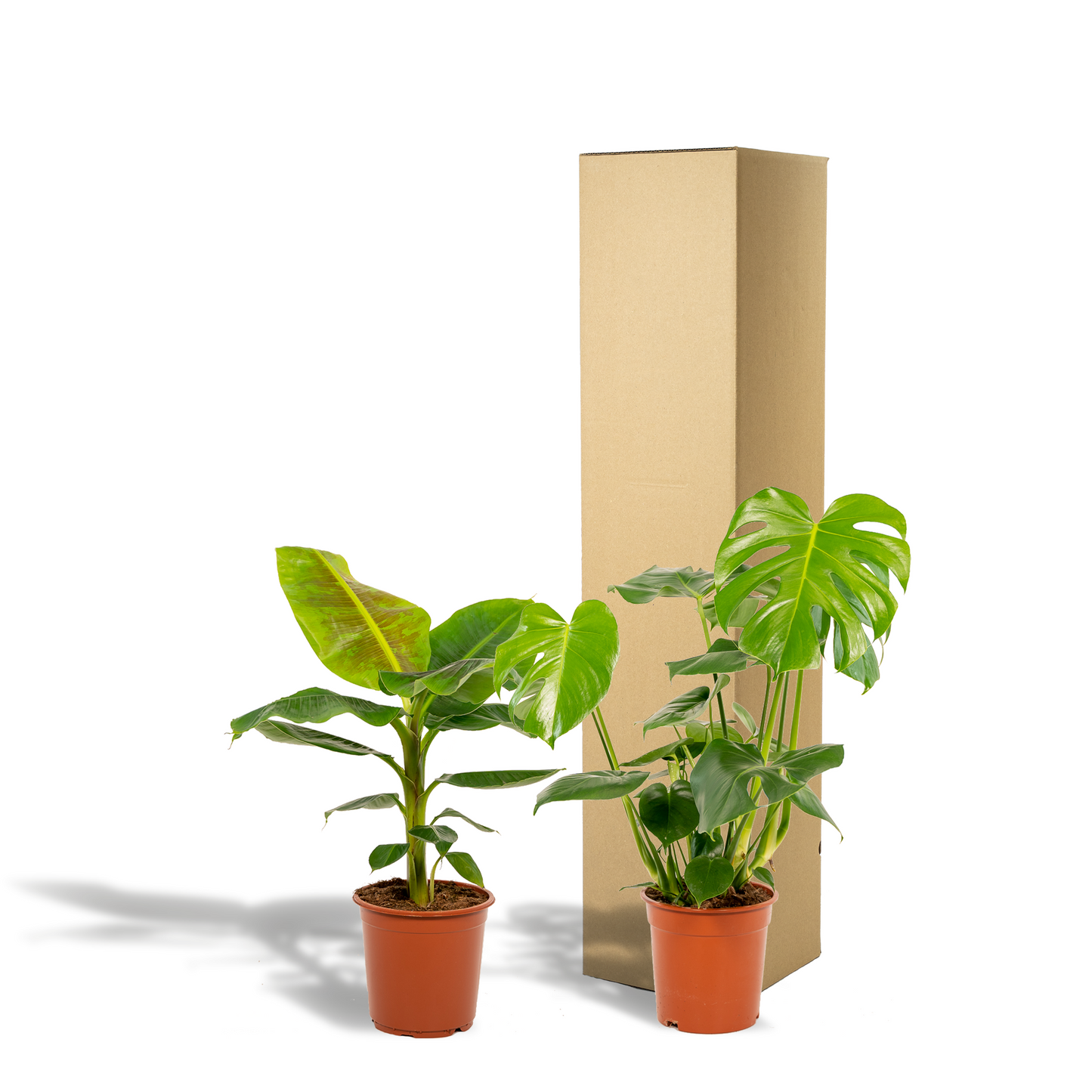 Monstera & Musa Set – Tropische Zimmerpflanzen Ø21cm
