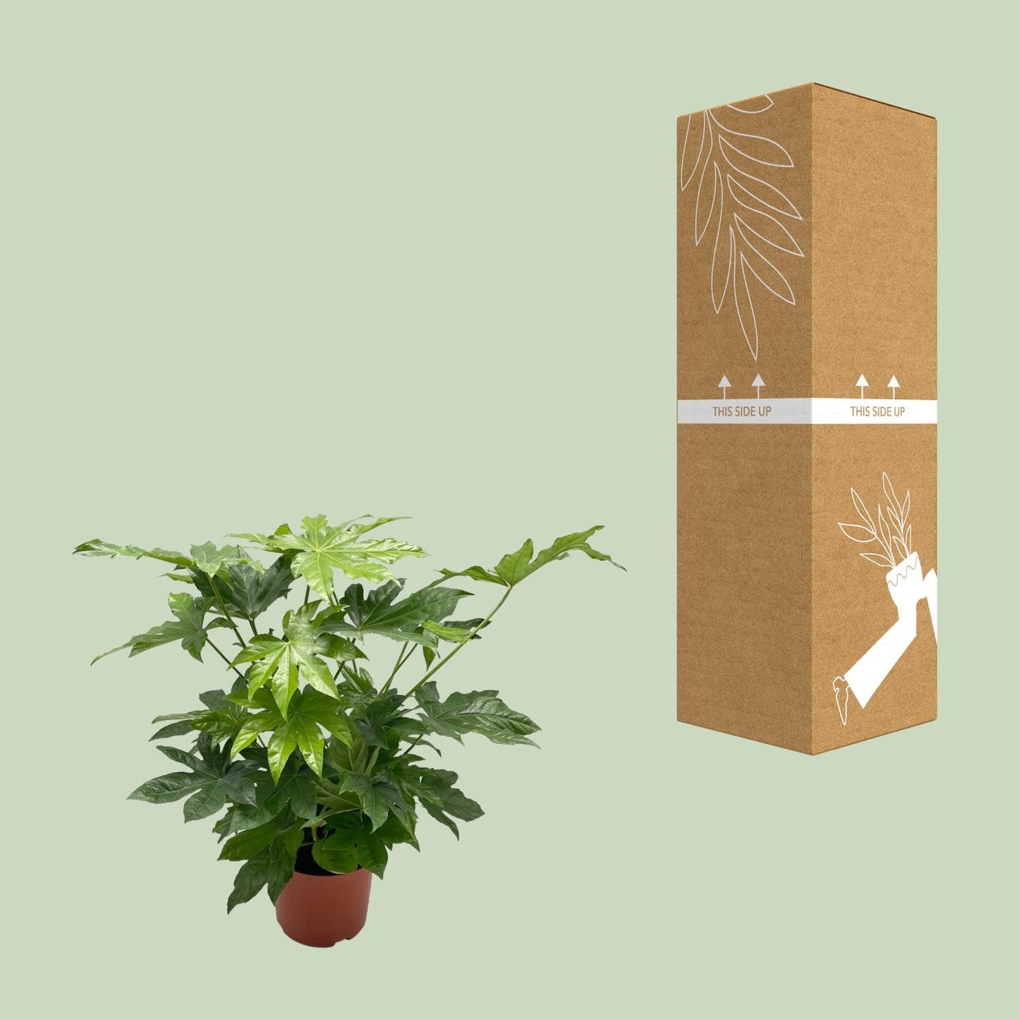 Fatsia japonica – Pflegeleichte Zimmerpflanze Ø21cm
